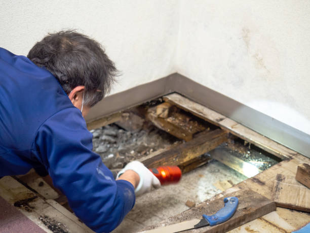 Best Mold Removal and Inspection  in Nd Lake, WI