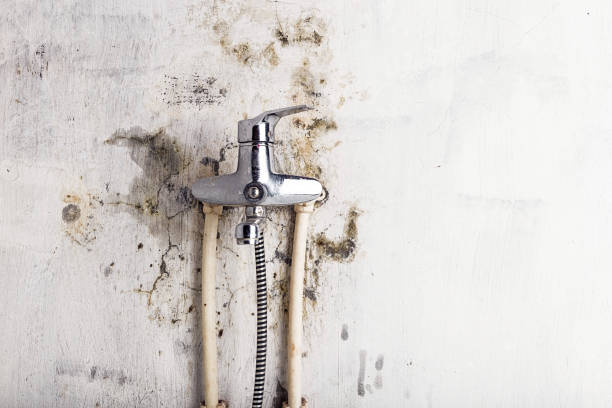 Best Black Mold Removal  in Nd Lake, WI