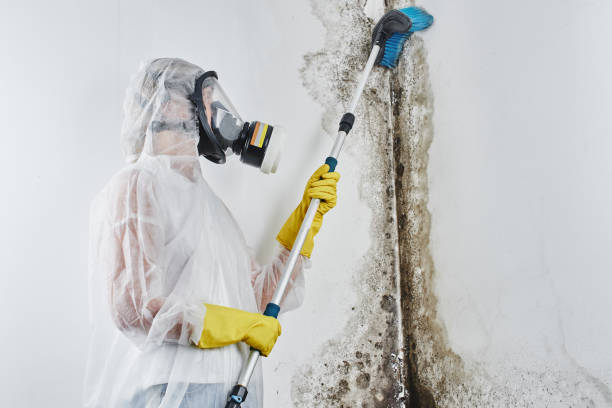 Best Mold Removal Company Near Me  in Nd Lake, WI
