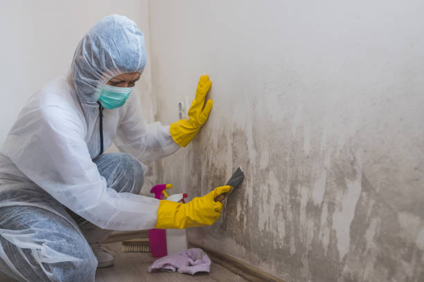 Home Mold Removal in Wind Lake, WI