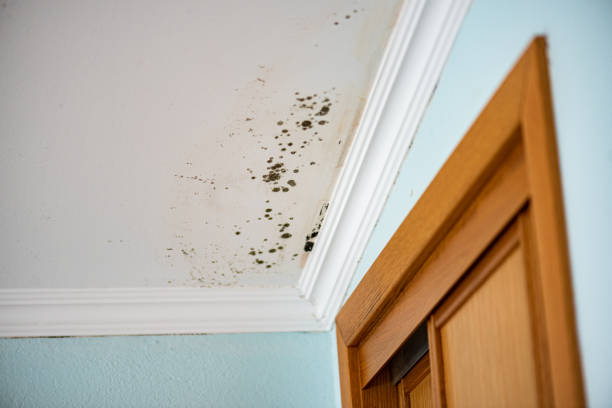 Best Fast Mold Removal  in Nd Lake, WI