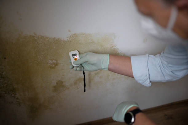 Best Professional Mold Removal  in Nd Lake, WI