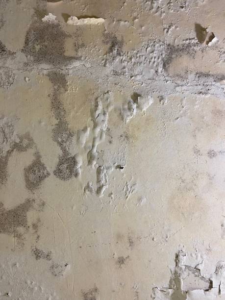 Best Local Mold Removal Service  in Nd Lake, WI