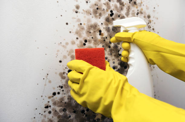 Best Mold Testing  in Nd Lake, WI