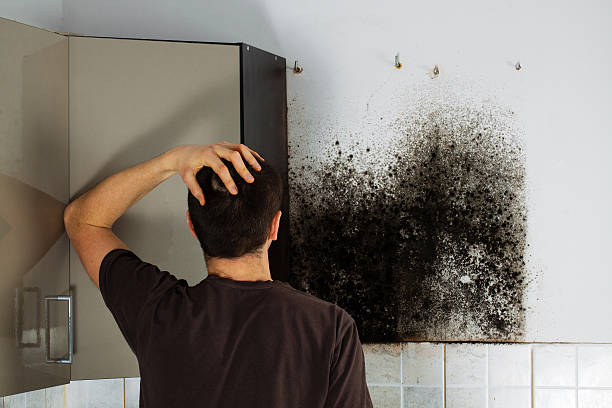 Best Mold Remediation  in Nd Lake, WI